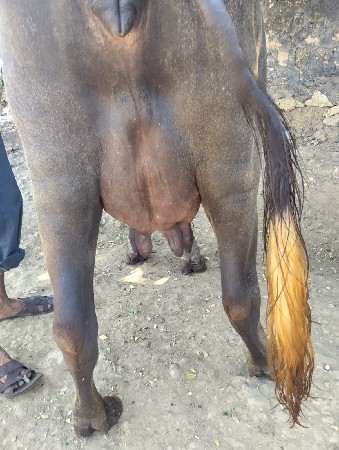 ખદેલી વેચવાની છે પેલું વેતર