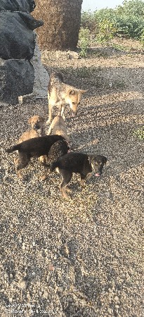 જમૅન શૅફડ