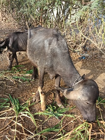 ખળેલી.  વેચવાની. છે