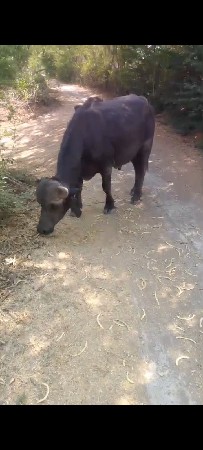 પાડો વેચવાનો છે બન્ની મુરા પાડો