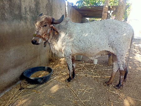 લીલડી ગાય વેચવાની છે