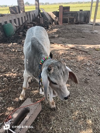 વાસળૈ સૈ
