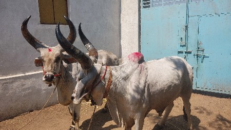 બળદવેસવાના