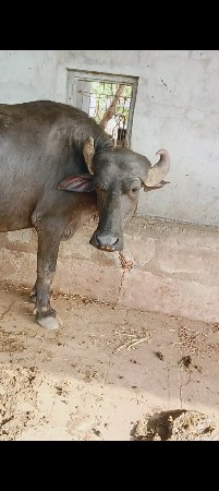 ખડૅલી વૅચવાની છે