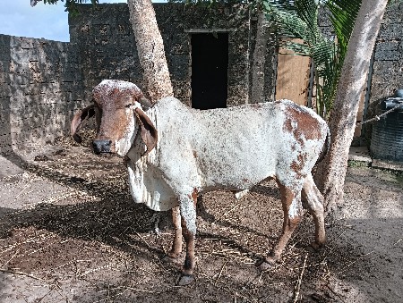 વેચવાની છે