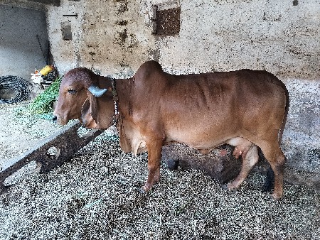 ગાય વેચવાની છે