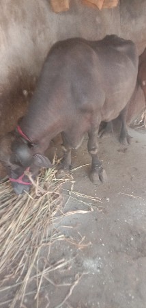 ભેંસવેશવાનીછે