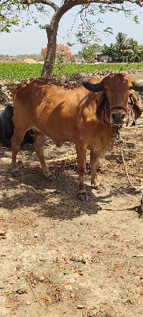 ગાય વેચવા ની‌ છે