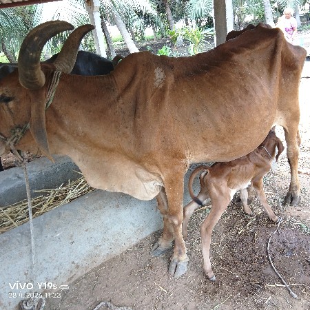 Desi. gai vechvani che
