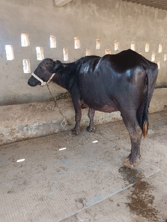 ભેંસ વેચવાની છે
