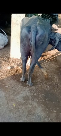પેલા વેતર ની ખડેલી છે