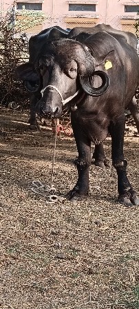 ખડાઈ વેચવાની છે