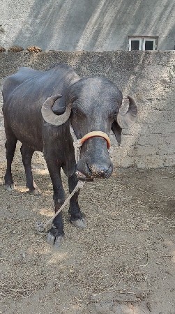 ખડેલી વેચવાની છે