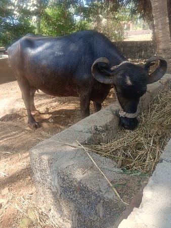 ભેંસ