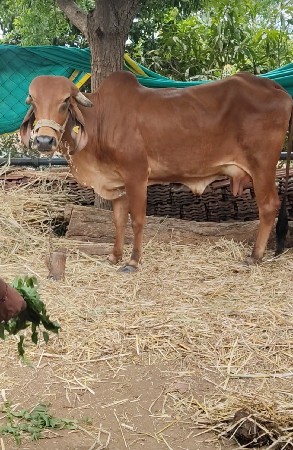 ગીર ગાય વેચવાની છે