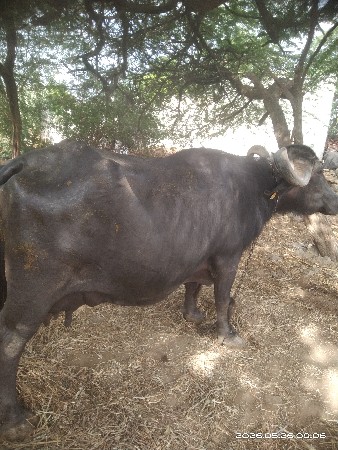 ૨-૩ દિવસ માં વિયાશે