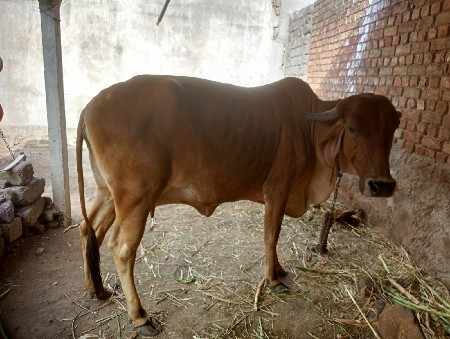 ગાય વેચવાની છે