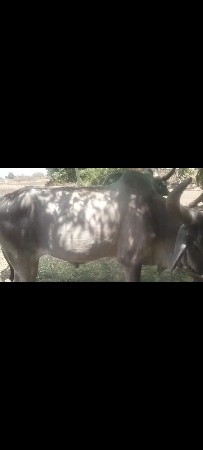 બળદ વેસવાના સે