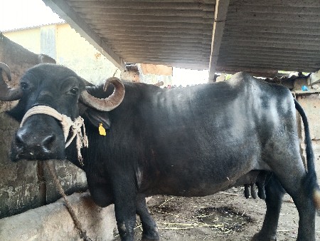 ભેસ વેચવાની છે