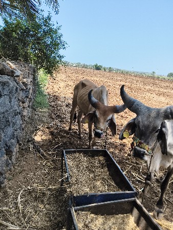 ગોધલા 4દાતે