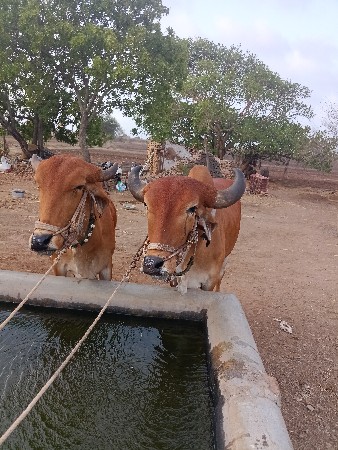 વેચવાના છે કોઈને લેવો હોય તો ફોન કર
