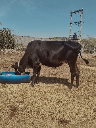 બીજદાન કરાવેલ