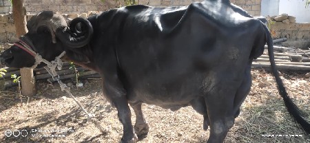 ભેંશ  વેશવાની સે
