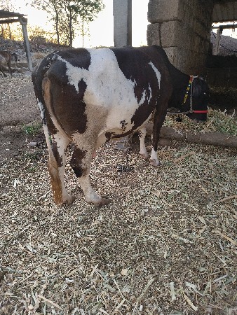 20 દિવશ ની કાશી ગાય વેચવા ની સે