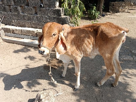 વાછડી વેચવાની છે
