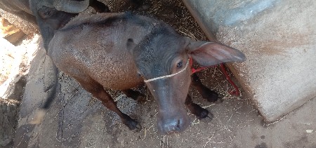 પાડી વેચવાની છે