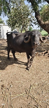 ભેંસ વેચવાની છે