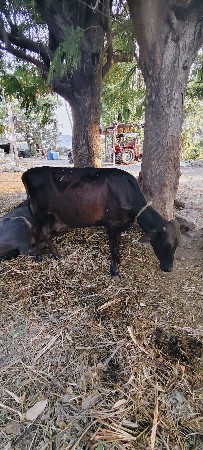 બે વોડકા વેચવાના છે
