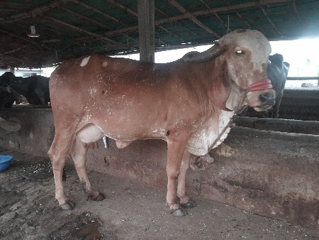 ગાય વેચવાની છે