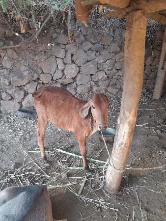 વાછડી