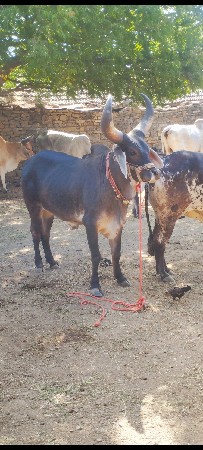 ગોઢલા વેચવા ના છે..