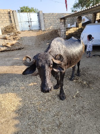 ભેંસ વેચવાની છે