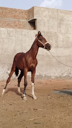 વશેરી
