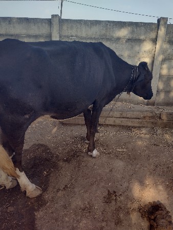 20 દિવસની વારસે