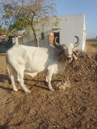 બળદ વેચવાનો છે