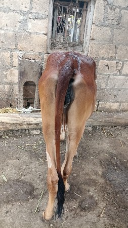 વીર વાસળી વેચવાની છે