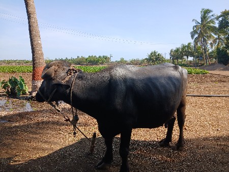 ભેંસ વેચવા ની છે
