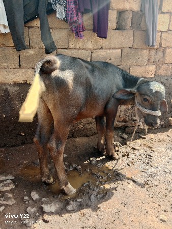 વિજયભાઈ બારિયા 7862892795
