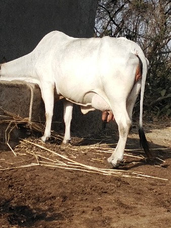 ગાય. વેસવાની. સે