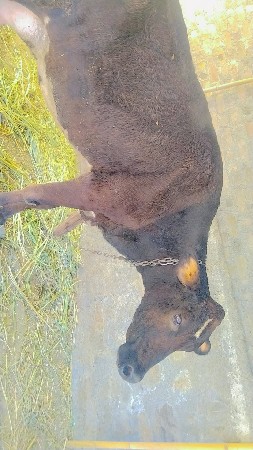 jaschi gaay veasavni che