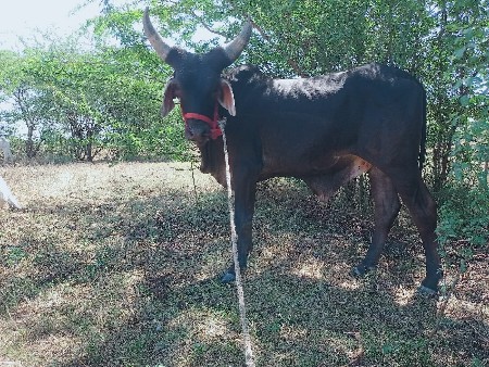 ગોઢલો