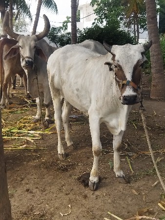 ઘોધલો વેચવાનો છે