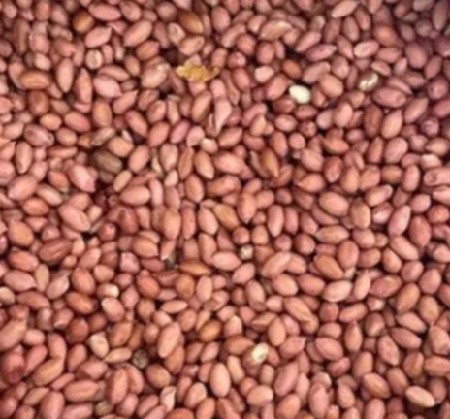 22 નંબર બીયારણ મગફળી નુ