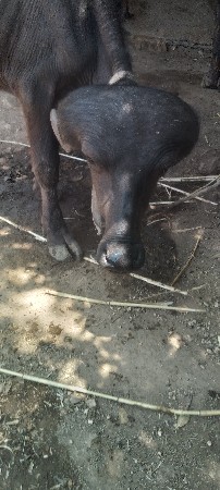 જાફરાબાદીપાડોવેસવાનોછે