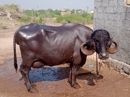 ભેંસ લેવાની છે