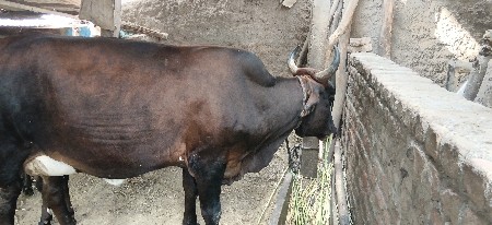 ગાય વેસવાણી છે સાત દિવસ કાચી